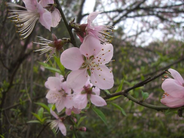 什么是杏花運(什么叫杏花運)